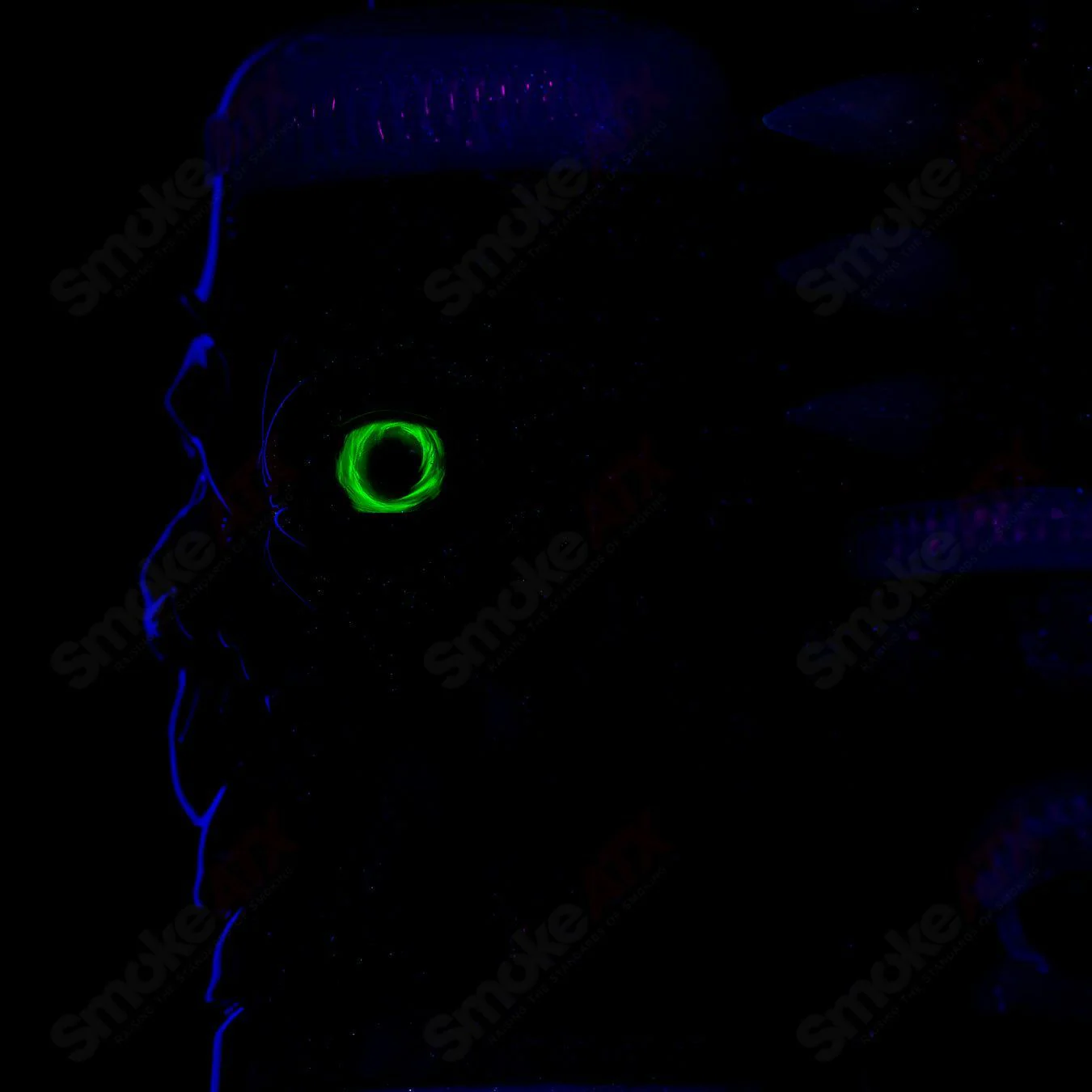 Thumbnail 21